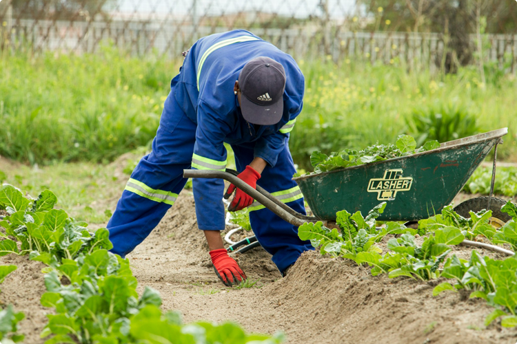 農作業をする男性が一人