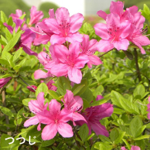 つつじ